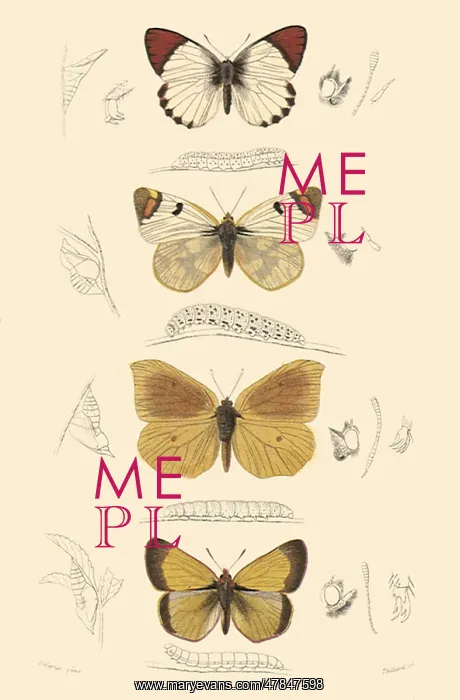 : A Variety of Butterflies : A Variety of Butterflies