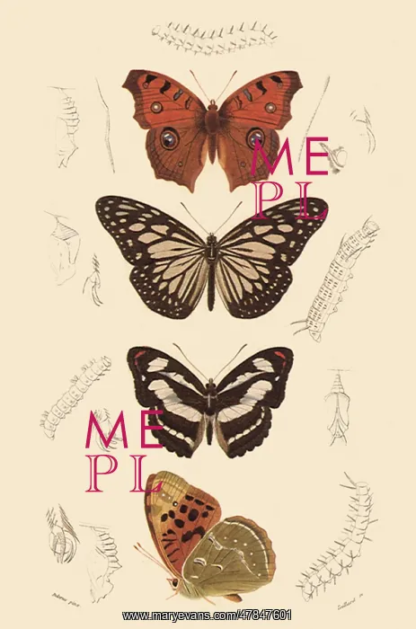 : A Variety of Butterflies : A Variety of Butterflies