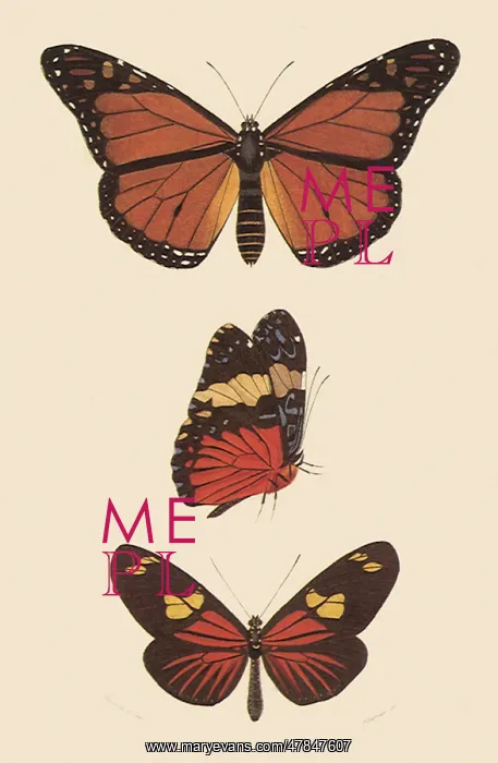 : A Variety of Butterflies : A Variety of Butterflies