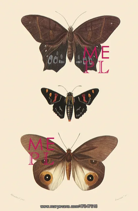 : A Variety of Butterflies : A Variety of Butterflies