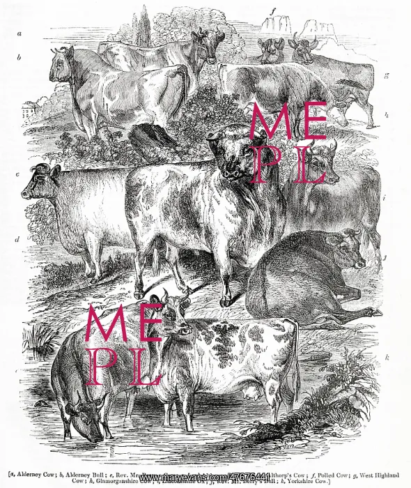 : Variety of cattle : Variety of cattle