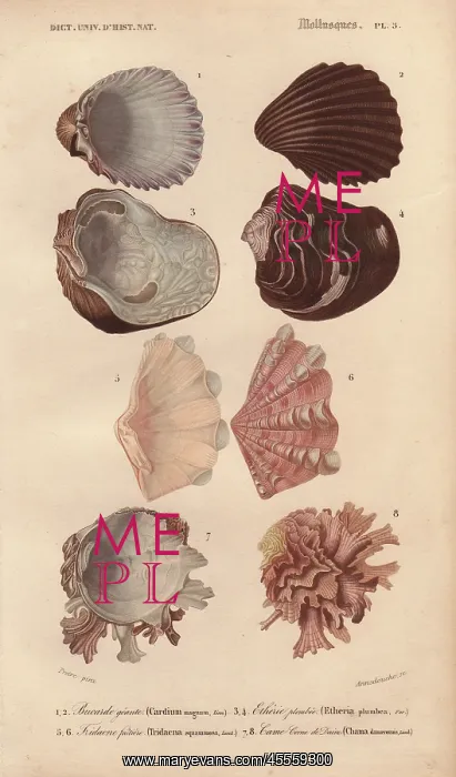 : Variety of colorful shells including Cardium : Variety of colorful shells including Cardium