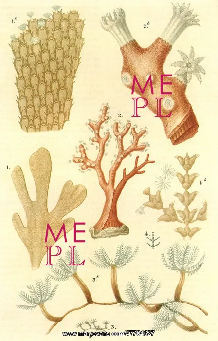  : Variety of Coral