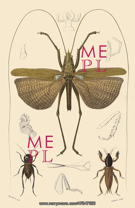 : A Variety of Crickets : A Variety of Crickets