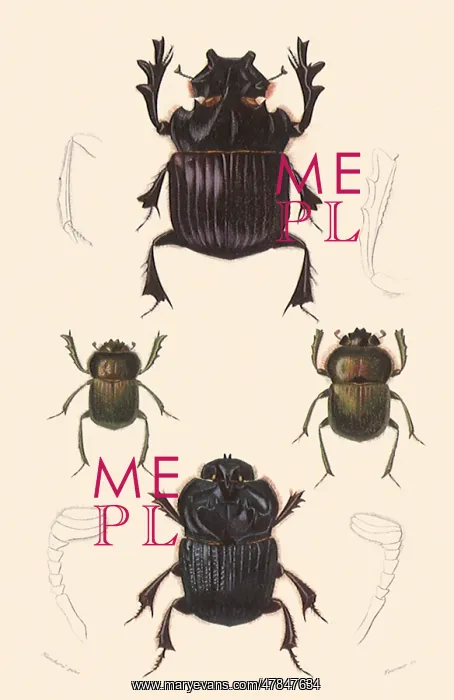 : A Variety of Dung Beetles : A Variety of Dung Beetles