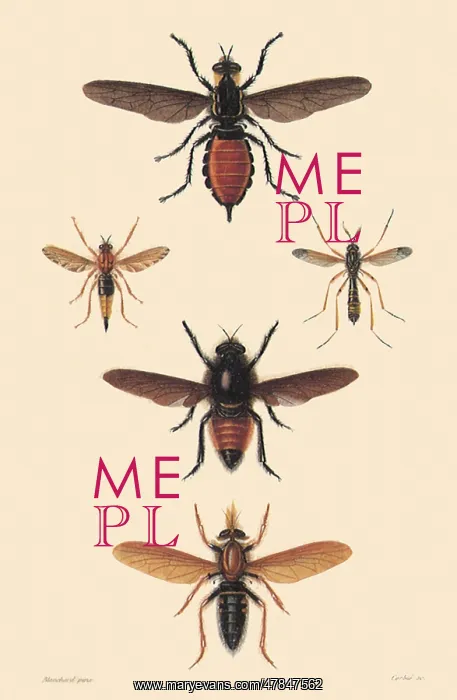 : A Variety of Flies : A Variety of Flies