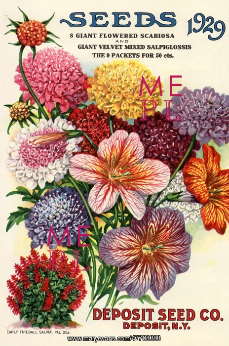 : Variety of Flowers : Variety of Flowers