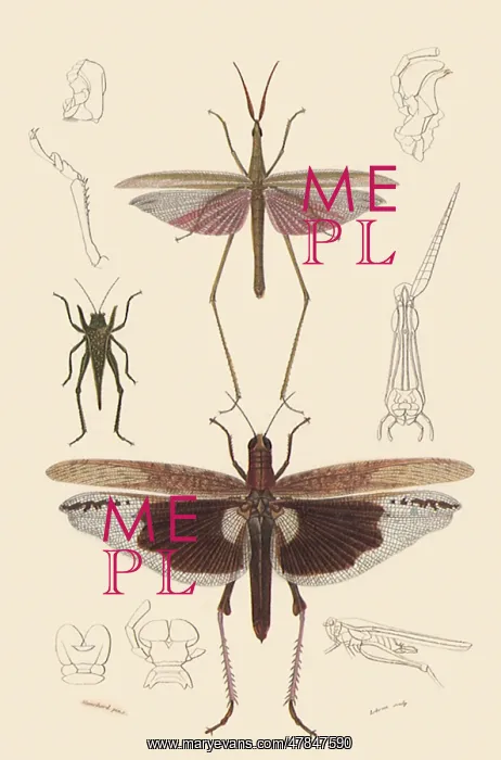 : A Variety of Grasshoppers : A Variety of Grasshoppers