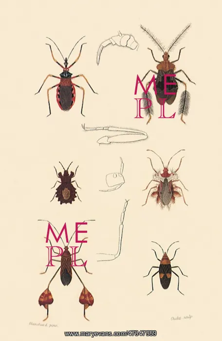 : A Variety of Insects : A Variety of Insects