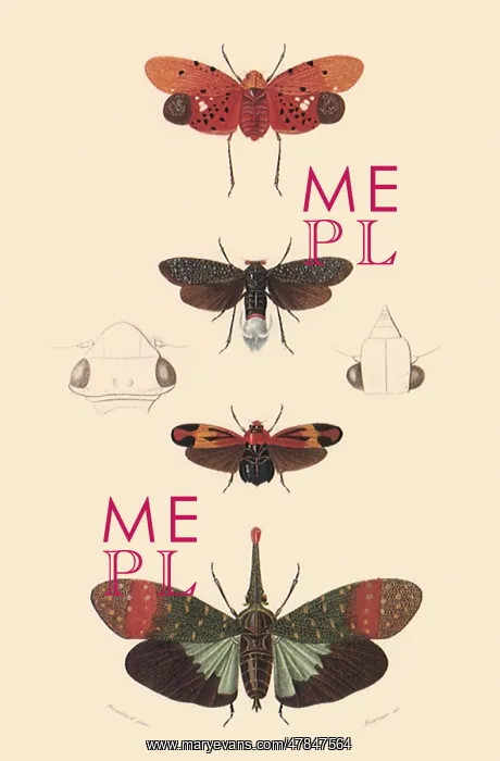: A Variety of Insects : A Variety of Insects