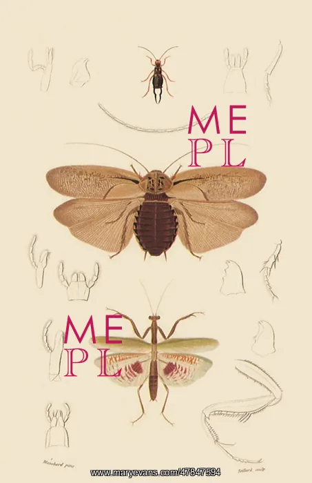 : A Variety of Insects : A Variety of Insects