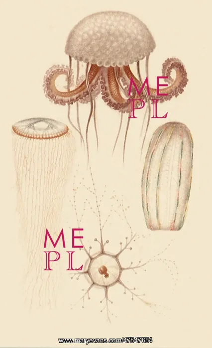 : A Variety of Jellyfish : A Variety of Jellyfish