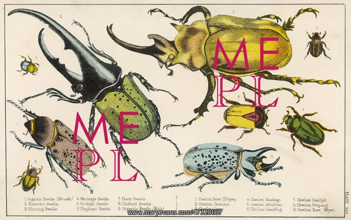 : A variety of Large Beetle Species : A variety of Large Beetle Species