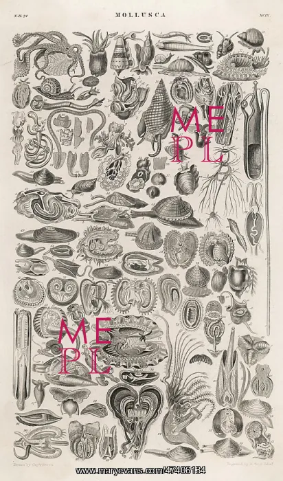 : VARIETY OF MOLLUSCS : VARIETY OF MOLLUSCS