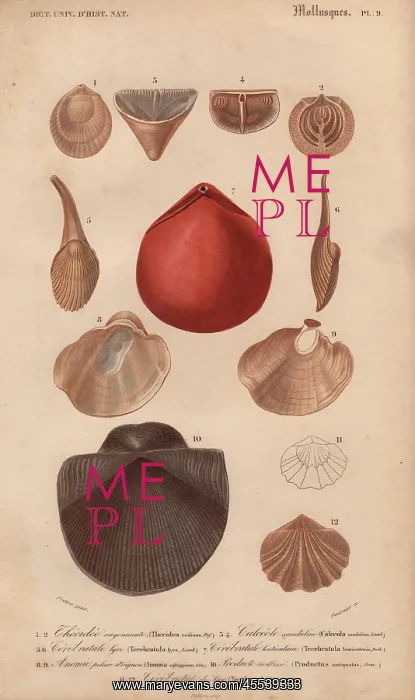 : Variety of molluscs including terebratula : Variety of molluscs including terebratula