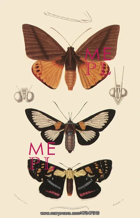  : A Variety of Moths