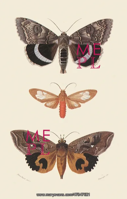 : A Variety of Moths : A Variety of Moths