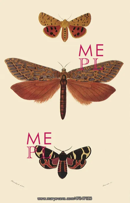 : A Variety of Moths : A Variety of Moths