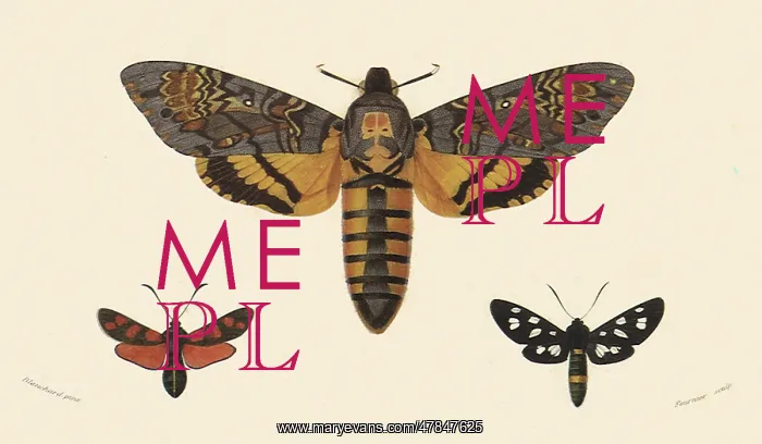 : A Variety of Moths : A Variety of Moths