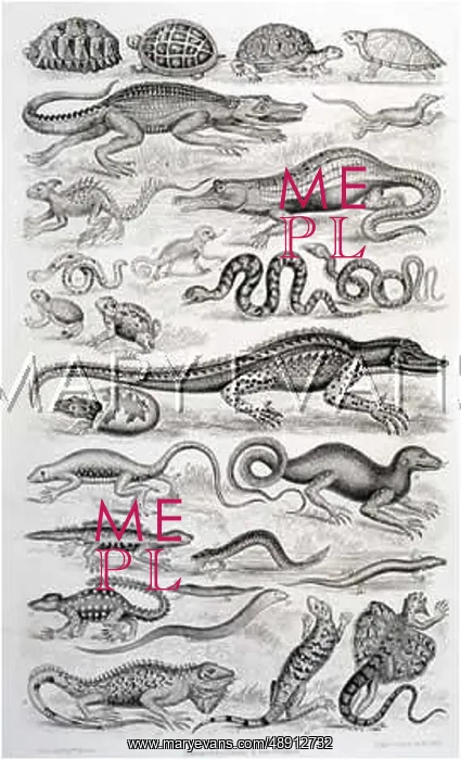 : VARIETY OF REPTILES : VARIETY OF REPTILES