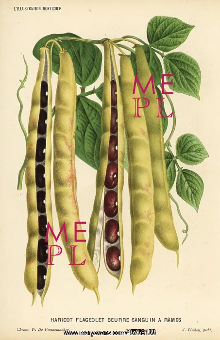 : Variety of runner bean, Phaseolus vulgaris : Variety of runner bean, Phaseolus vulgaris