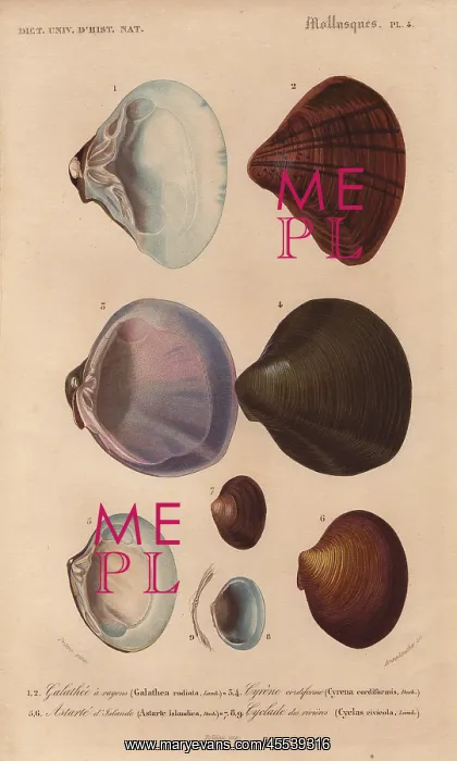 : Variety of scallop and clam shells: Galathea : Variety of scallop and clam shells: Galathea
