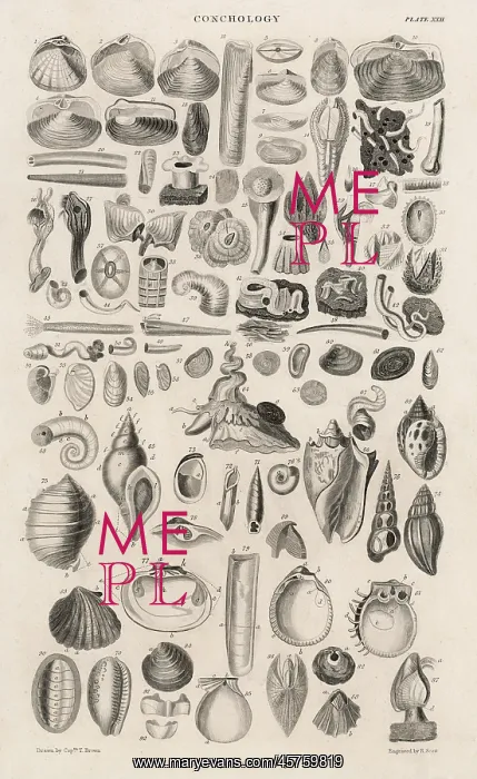 : VARIETY OF SEA SHELLS : VARIETY OF SEA SHELLS