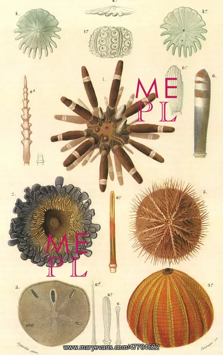 : Variety of Sea Urchins : Variety of Sea Urchins