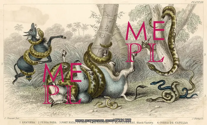 : VARIETY OF SNAKES : VARIETY OF SNAKES