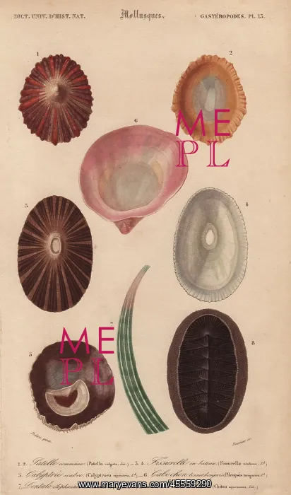 : Variety of tropical shells including Patella : Variety of tropical shells including Patella