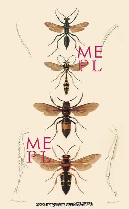 : A Variety of Wasps : A Variety of Wasps
