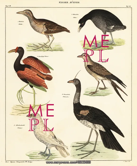 : Variety of water fowl : Variety of water fowl
