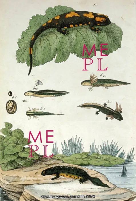 : Various amphibians : Various amphibians