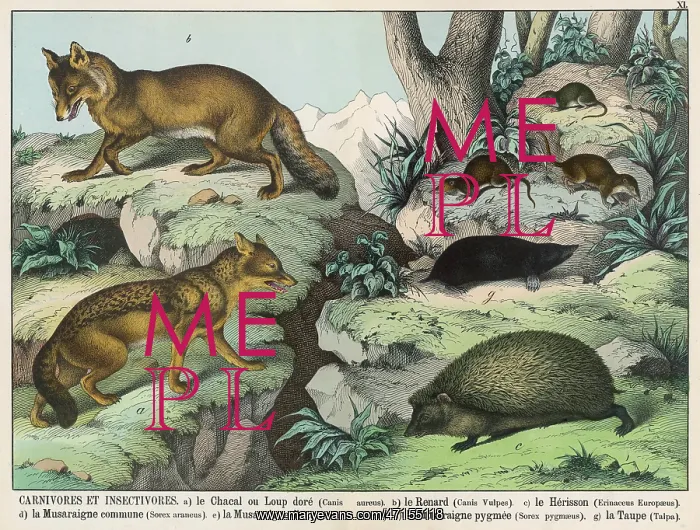 : Various animals : Various animals