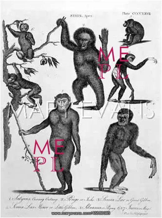  : VARIOUS APES / ENC.BRIT