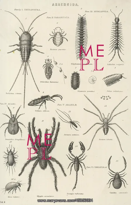 : VARIOUS ARACHNIDS : VARIOUS ARACHNIDS