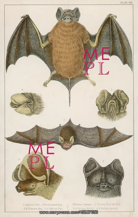 : VARIOUS BATS / FULLARTON : VARIOUS BATS / FULLARTON