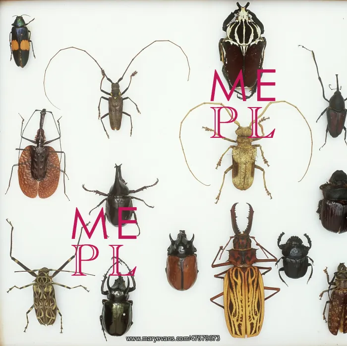: Various beetle specimens : Various beetle specimens