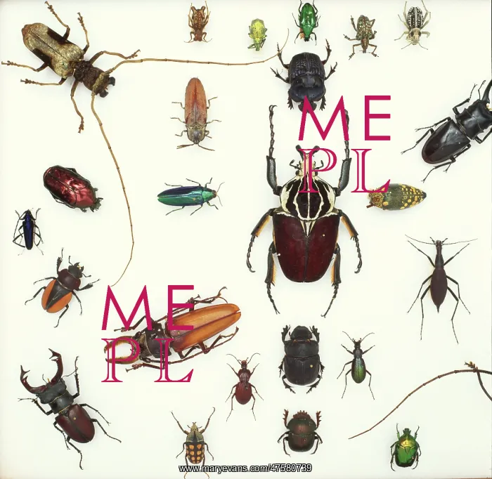: Various beetle specimens : Various beetle specimens