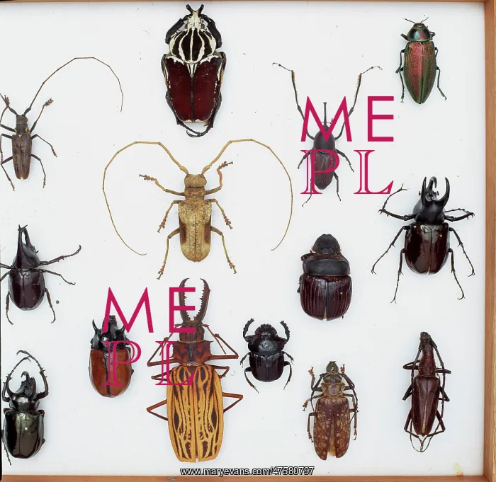 : Various beetle specimens : Various beetle specimens