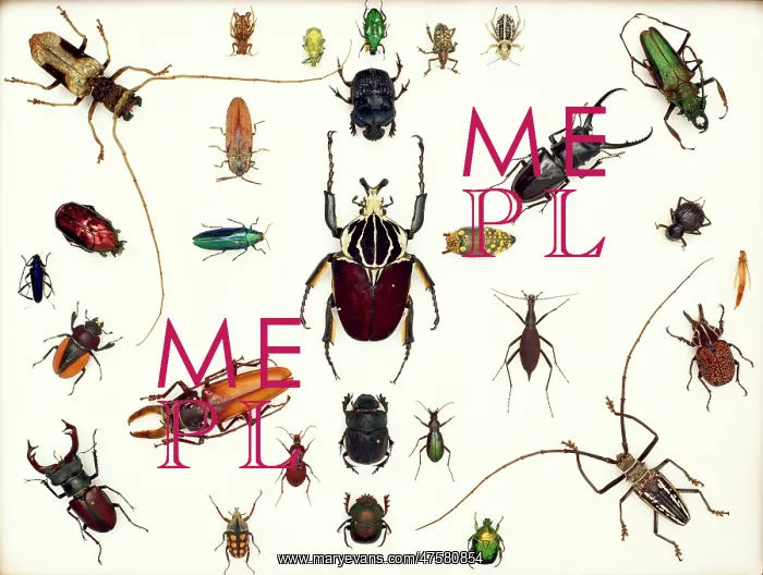 : Various beetle specimens : Various beetle specimens