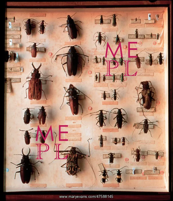 : Various beetle specimens : Various beetle specimens