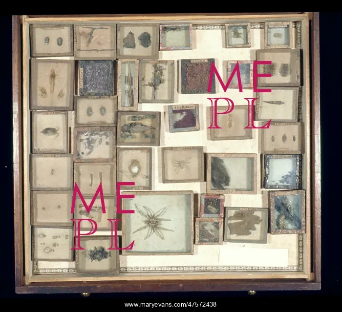 : Various beetles and arachnids : Various beetles and arachnids