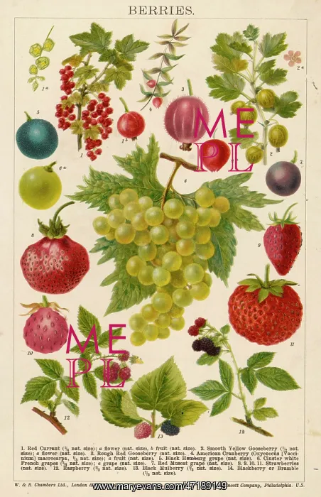 : VARIOUS BERRIES : VARIOUS BERRIES