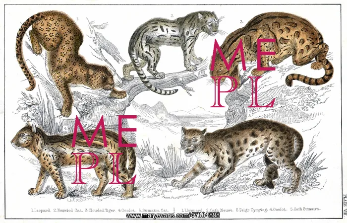 : VARIOUS BIG CATS