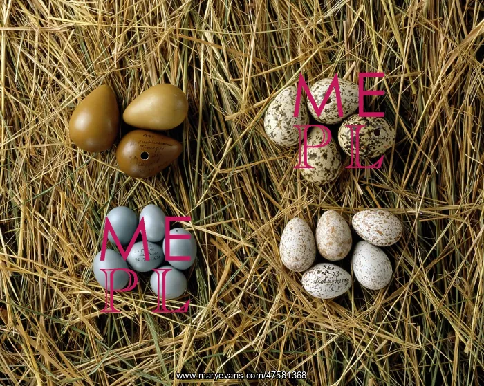 : Various bird eggs from western Asia : Various bird eggs from western Asia