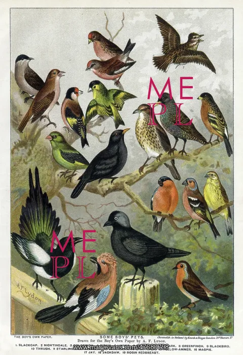 : Various bird species : Various bird species