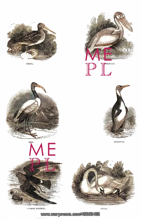 : Various birds : Various birds