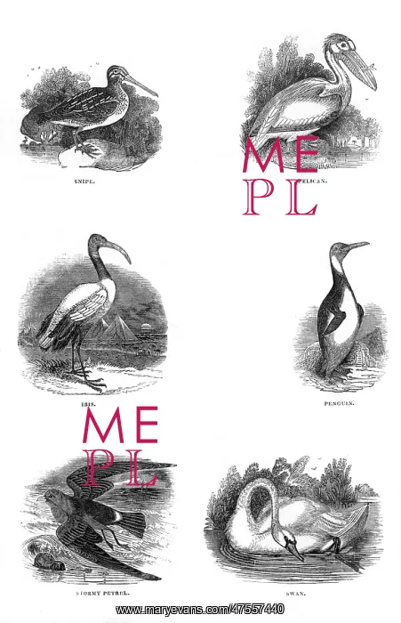: Various birds : Various birds