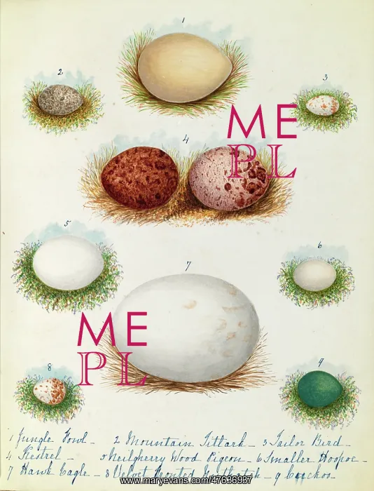 : Various birds eggs : Various birds eggs